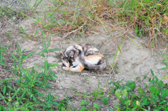 猫ねんね