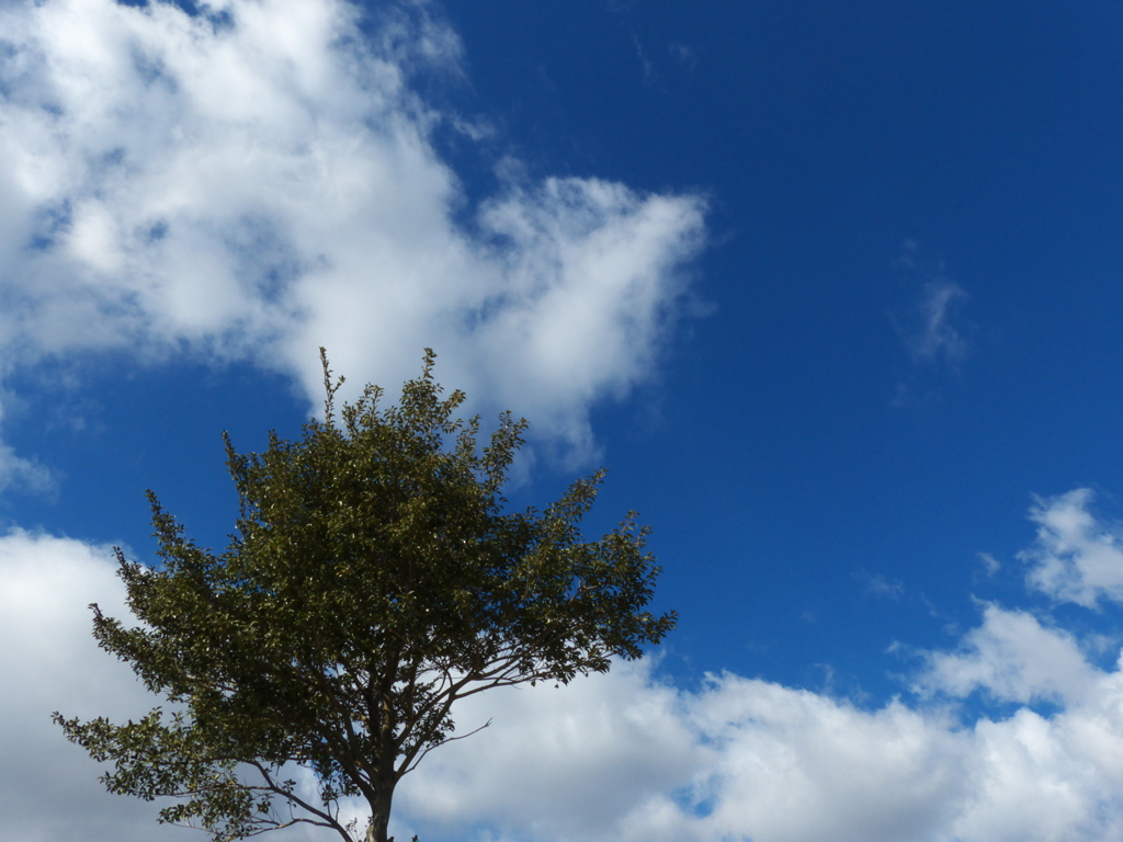 雲と木