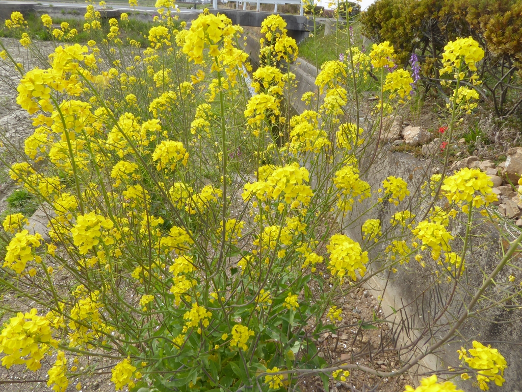 菜の花、いっぱい