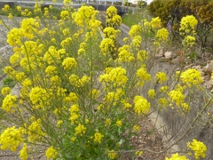 菜の花、いっぱい