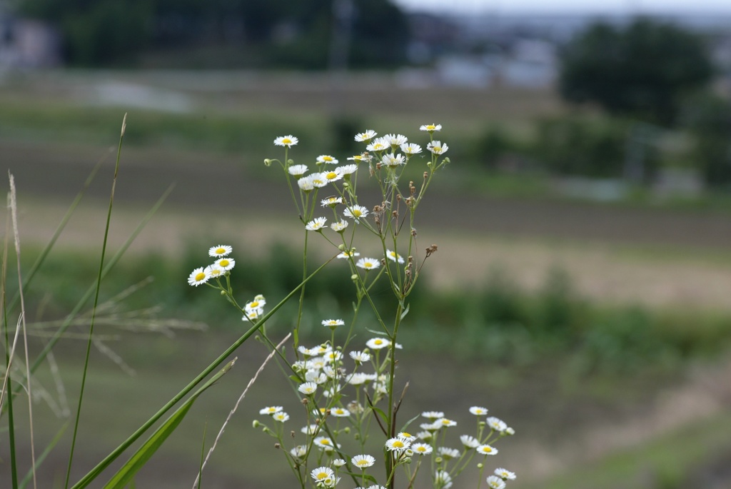 野道の一角