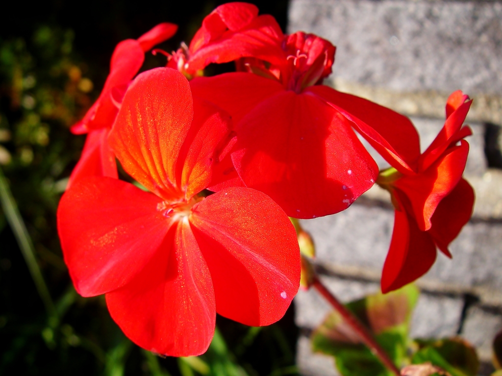 真っ赤な花