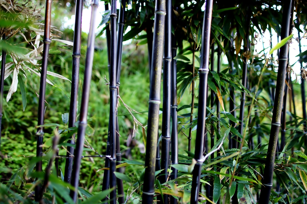 黒い竹
