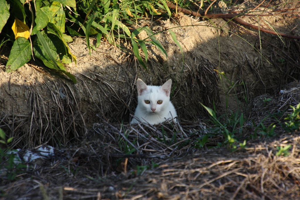 猫