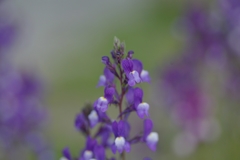 赤紫の花