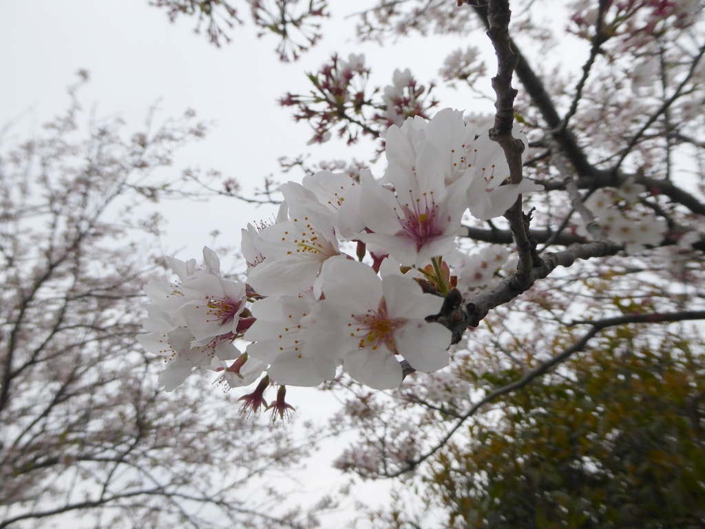 桜の終わりに