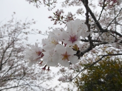 桜の終わりに