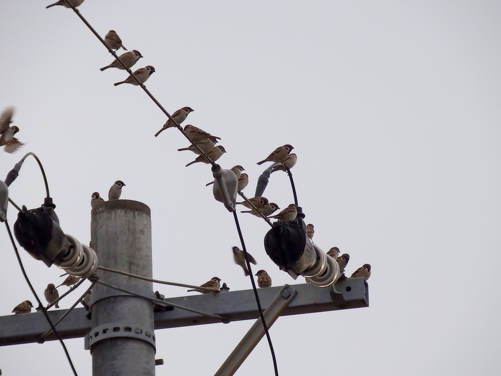 スズメが沢山