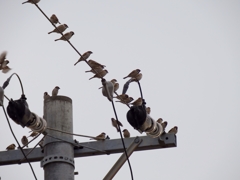 スズメが沢山