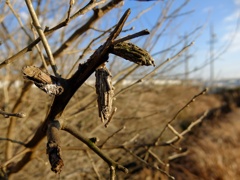 春は、まだかな