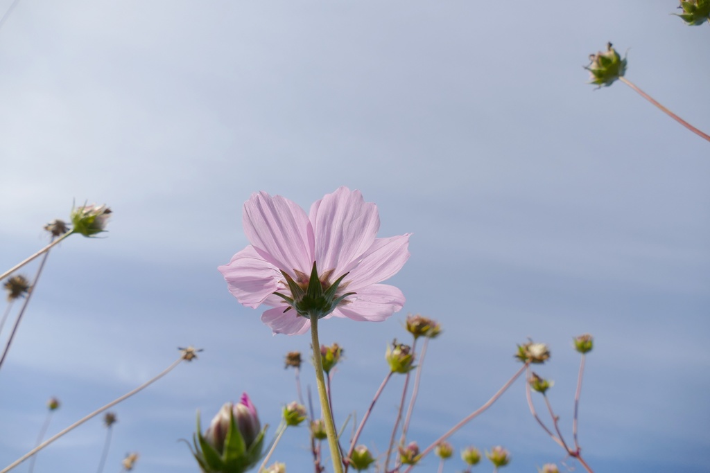 明日に向かって！