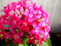 艶やかな花