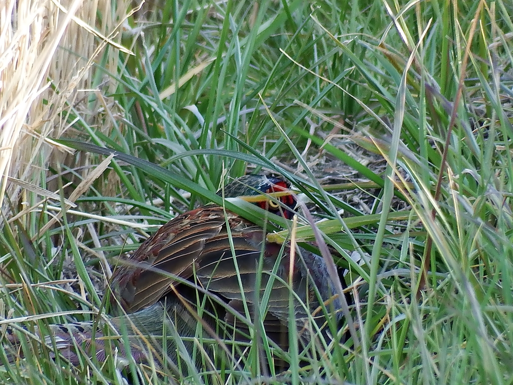 見、見つかった！
