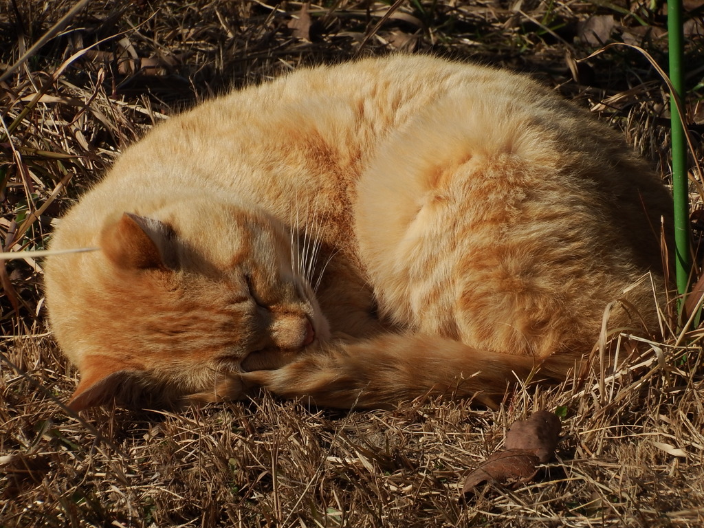 ねんねこ