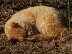 ねんねこ