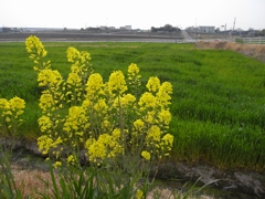 菜花越し