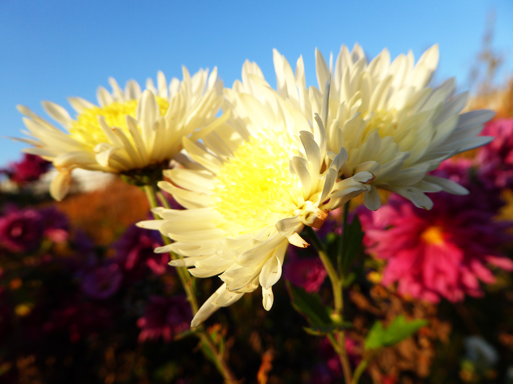 白菊