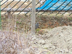 おこぼれ、おこぼれ