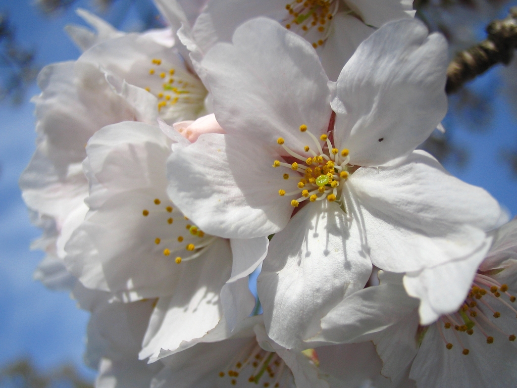 桜、咲く