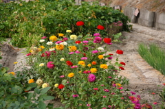 花畑