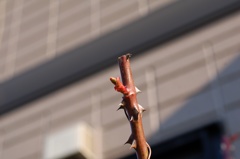 新芽