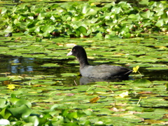 黒い水鳥