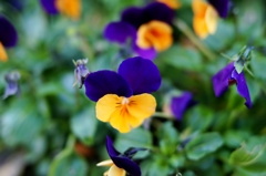 ツートンパンジー