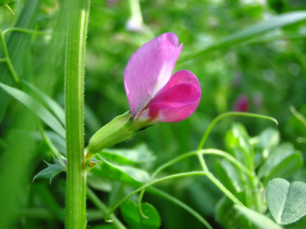 ピンクの小花