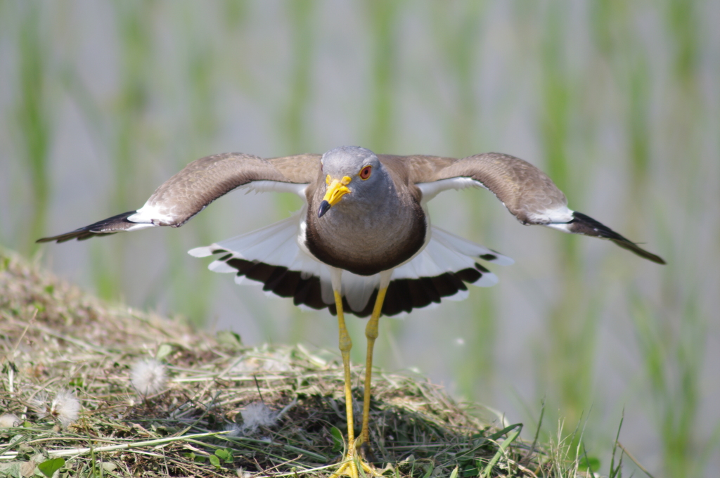 ケリ、威嚇体勢