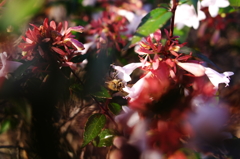 蜜蜂