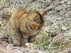 こっくりニャン