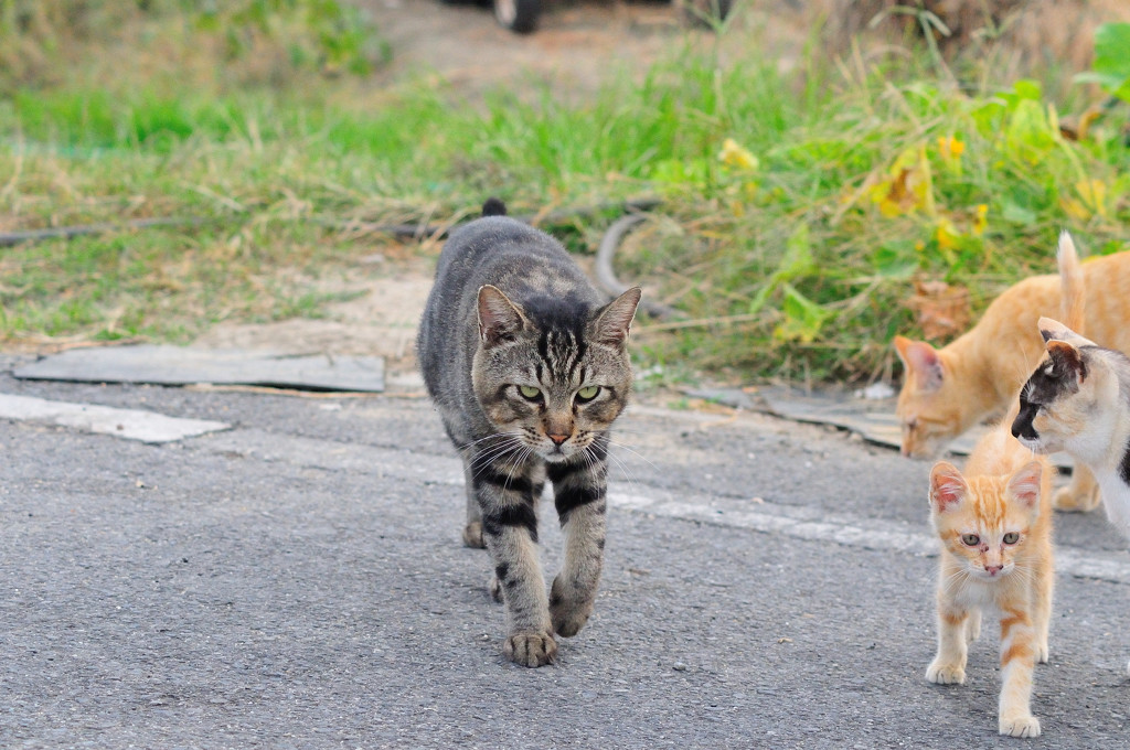 ボス猫、子猫