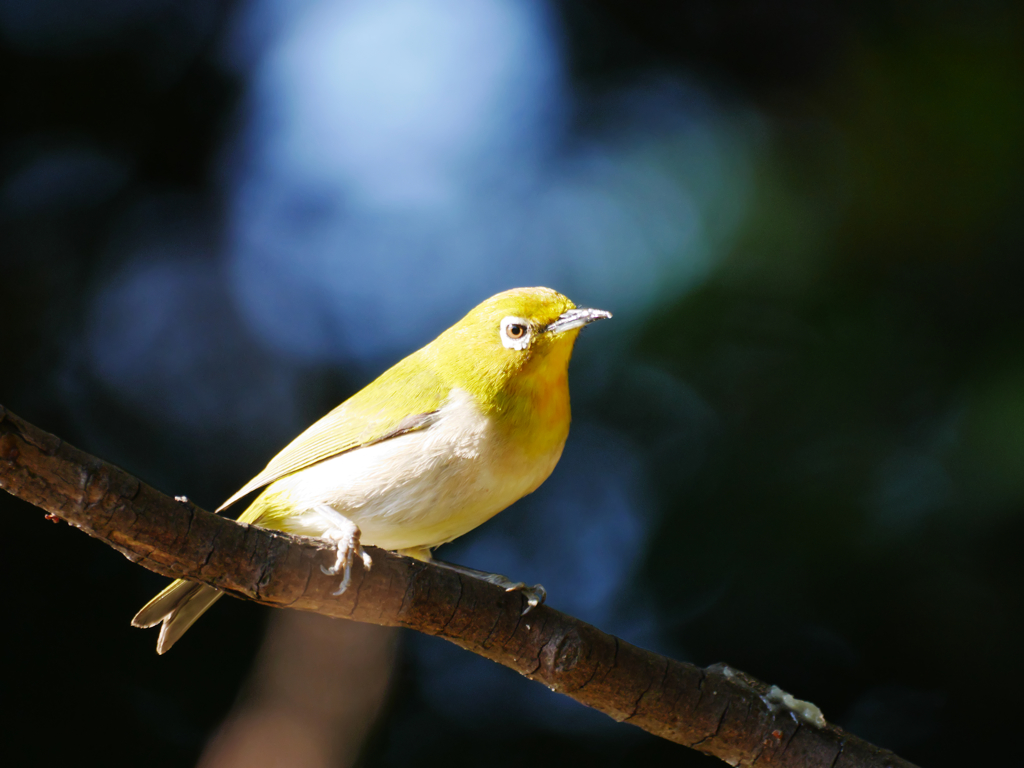 陽ざしを浴びて