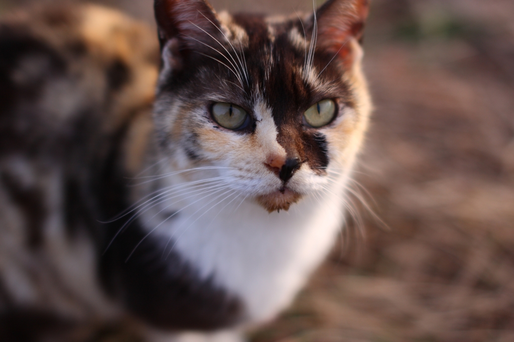 クローズニヤップ