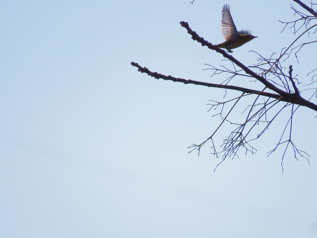 メジロ、はばたく
