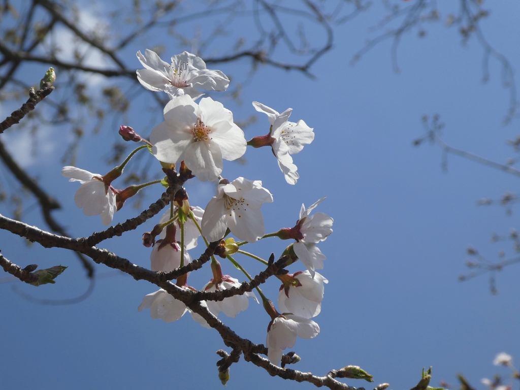桜空