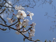 桜空
