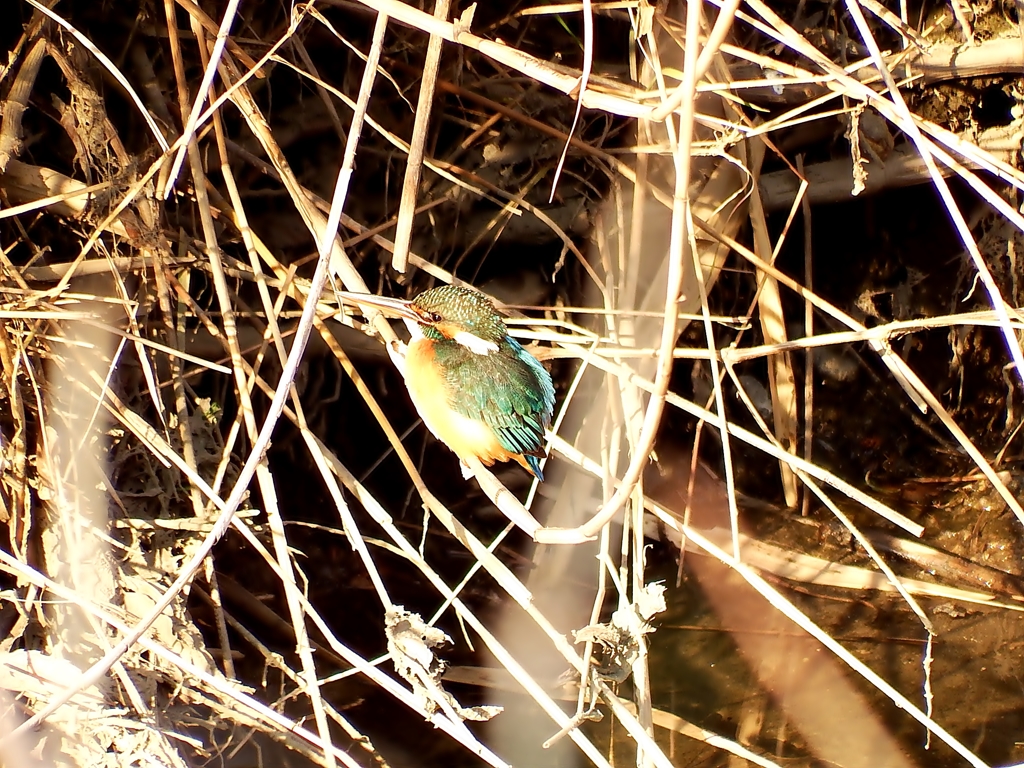 カワセミ