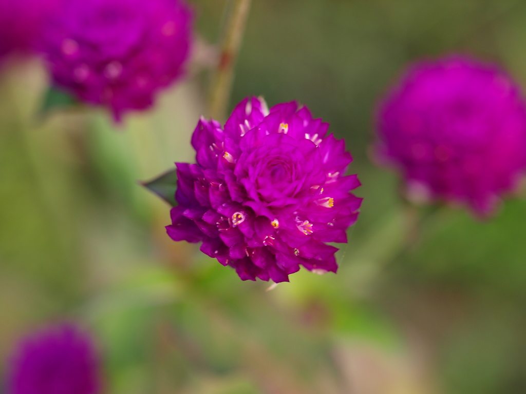 ピンクの花