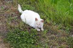 にゃんびり♪