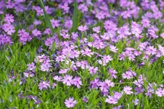 芝桜