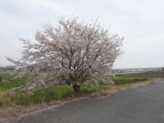 桜の木