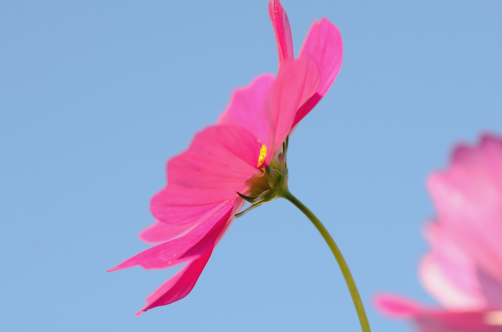 秋空に向かって