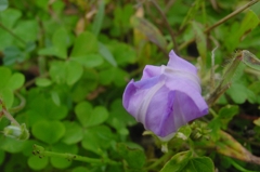 蕾んだ花