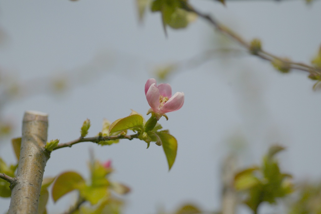 カリンの花