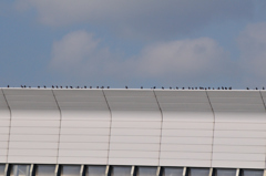 鳩が並ぶ