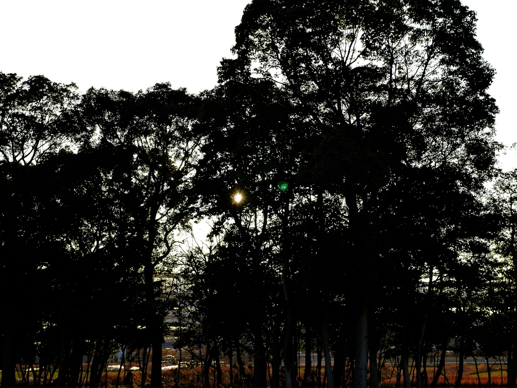 木漏れ日の向こう側