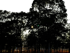 木漏れ日の向こう側