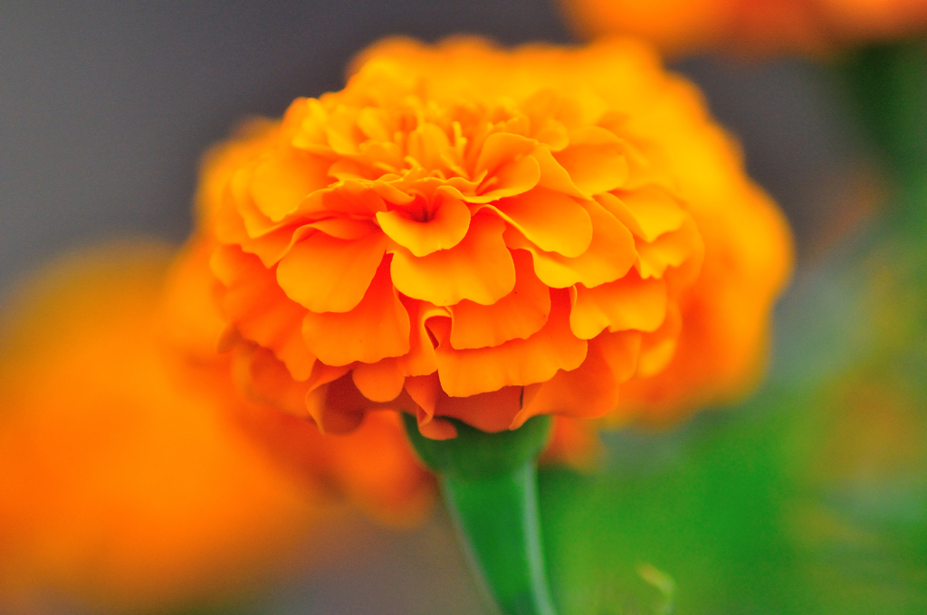 橙の花