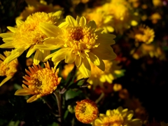 黄色い花々